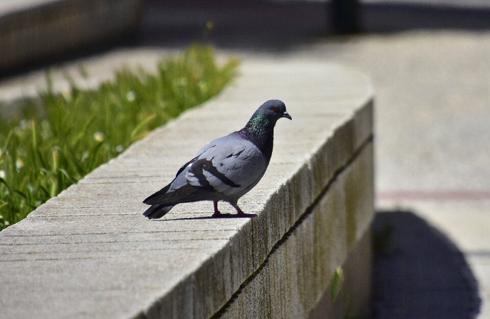 Columbidae birds outdoors
