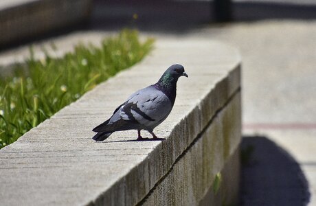 Columbidae birds outdoors