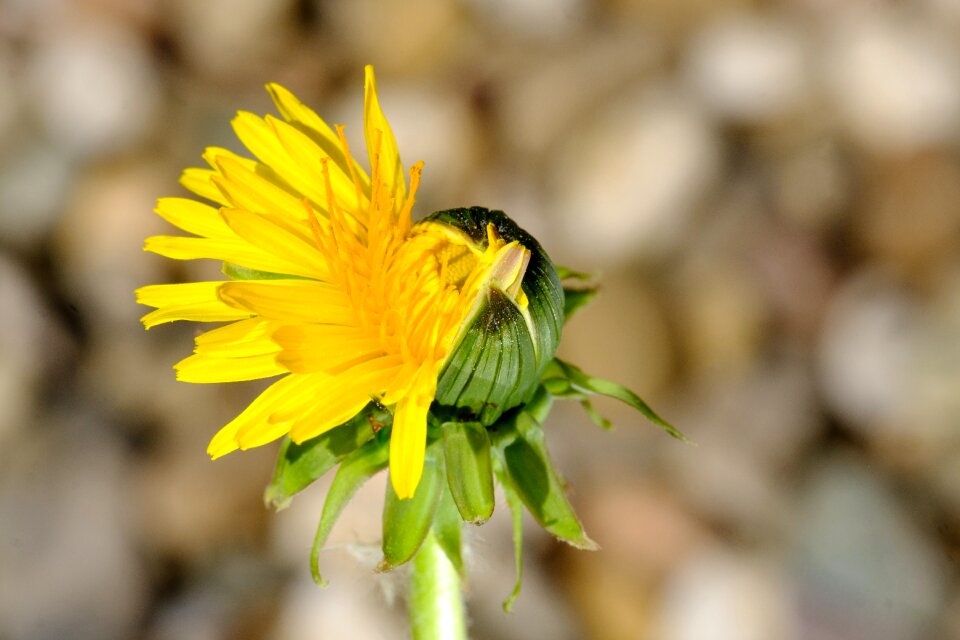 Composites asteraceae medicinal herb photo