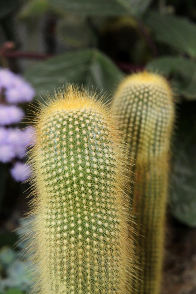 Nature sharp flora