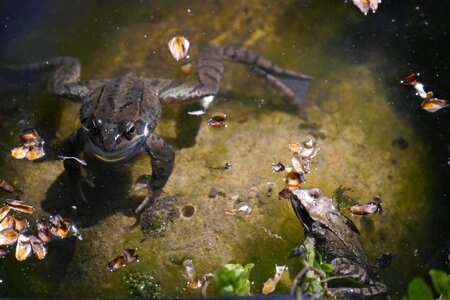 Amphibian garden pond nature photo