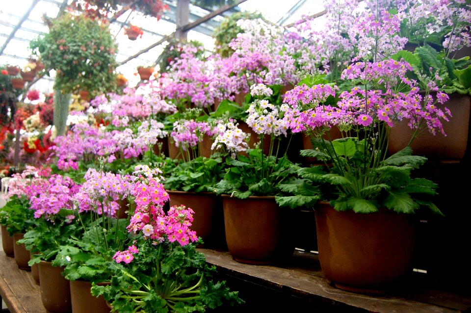 Garden plant natural