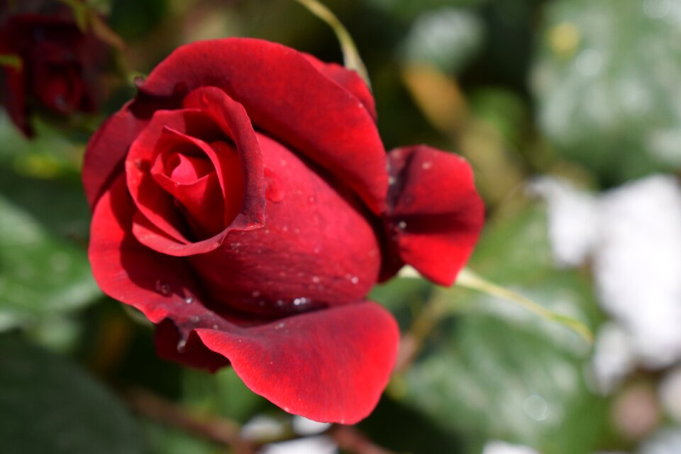 Rosa nature plant
