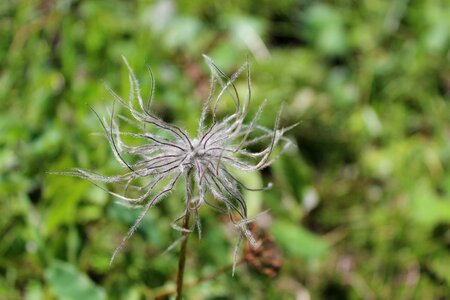 Grass close up flower