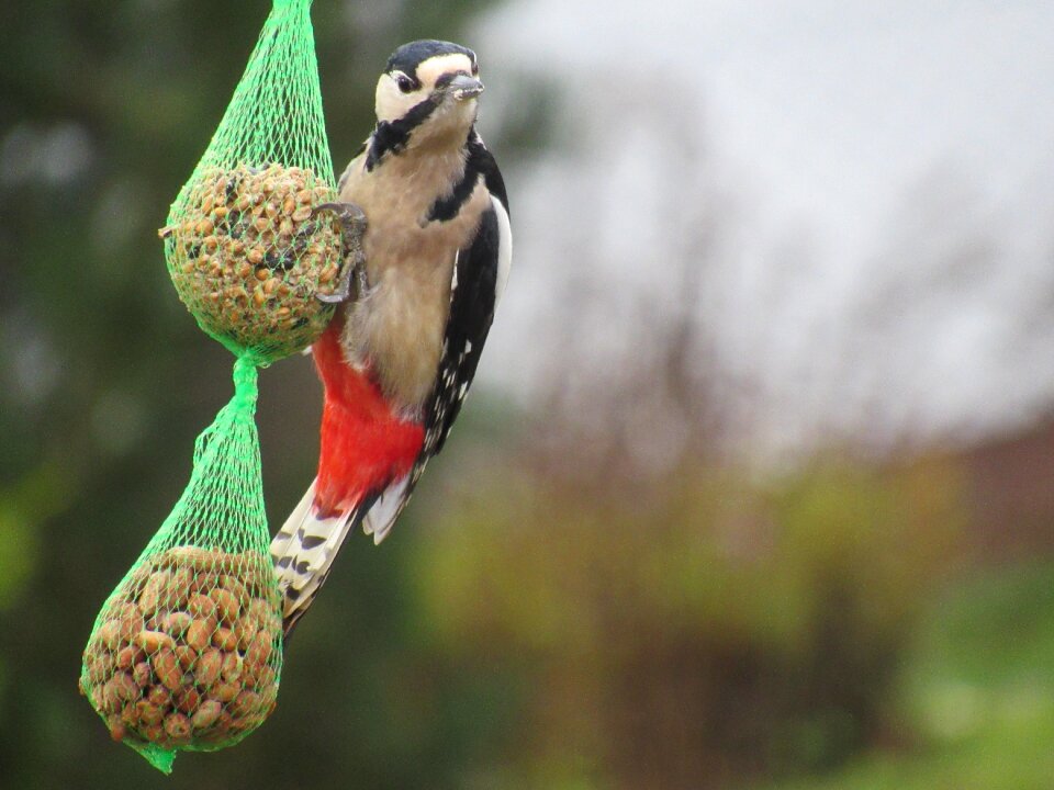 Animal great spotted woodpecker woodpecker