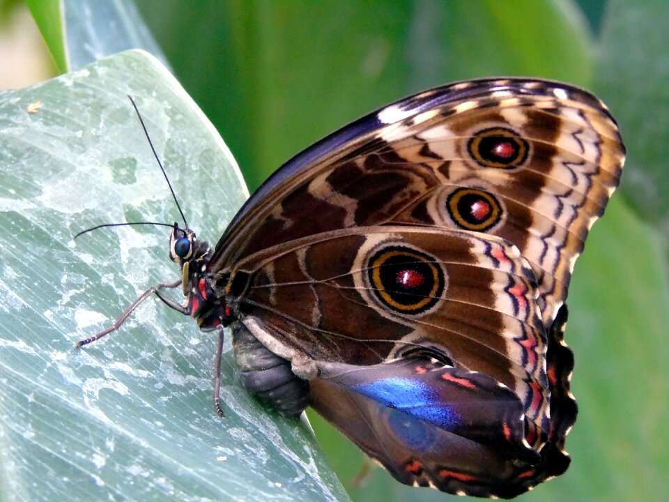 Animal wing wildlife