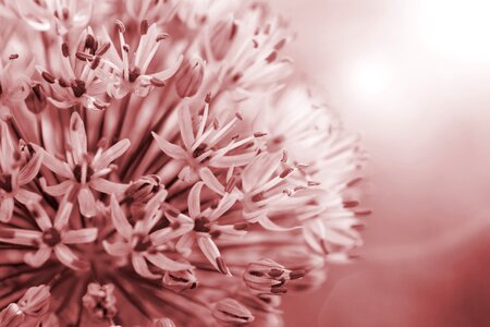 Ornamental onion onion plant leek flower photo