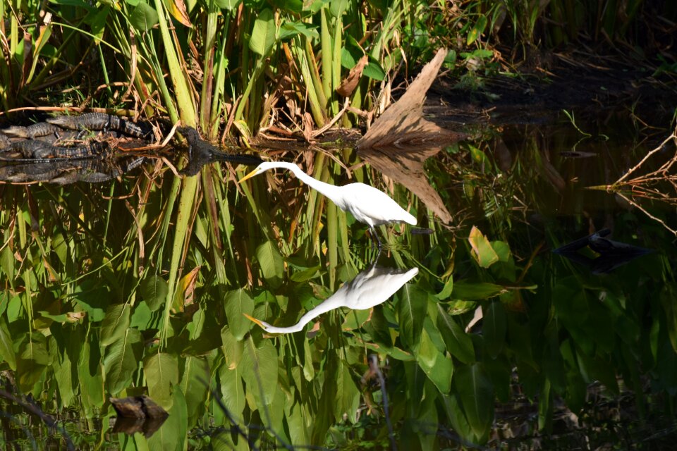 Leaf grass bird