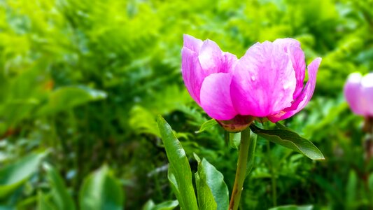 Flower garden flowering