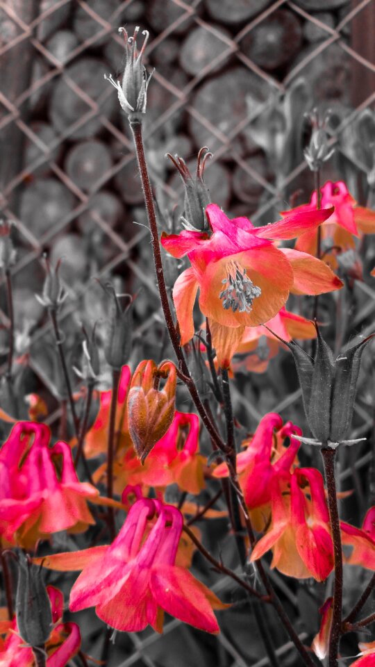 Nature plant flower