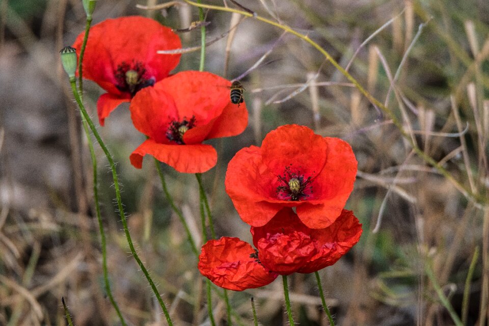 Open air petal field