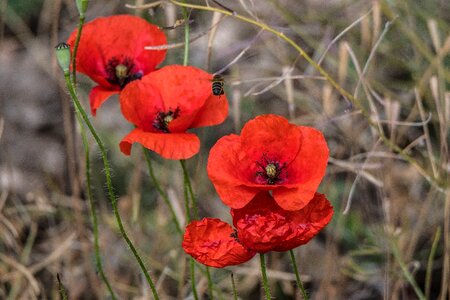 Open air petal field