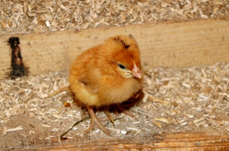 Nestling chicken coop poultry photo