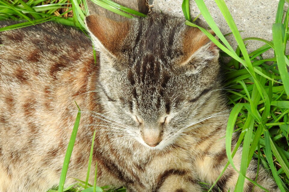 Mammals lawn pets