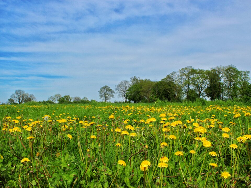 Nature dandelion may field of flowers