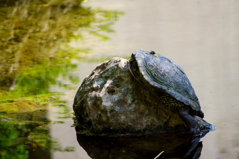 Water animal reptile