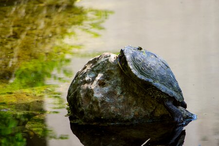 Water animal reptile photo