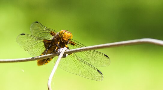 Wing fly animal photo