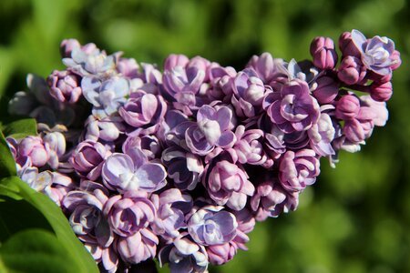 Lilac purple spring-flowering flowers purple