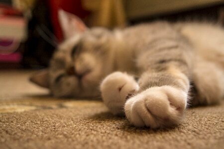 Cat little paw photo