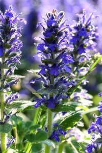 Leaf spring violet