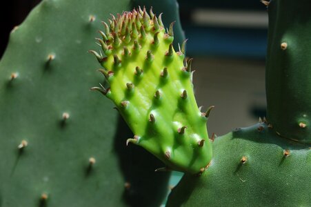 Succulent plants thorny prickly pears photo