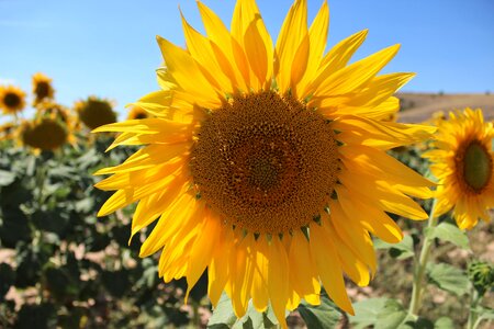 Summer helianthus floral photo