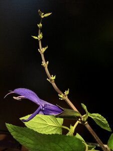 Blue nature plant
