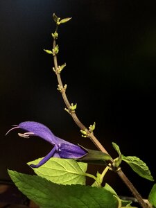 Blue nature plant photo