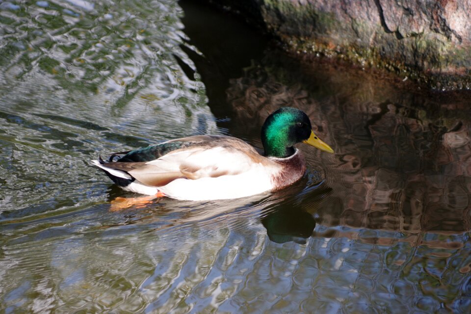 Duck water bodies nature