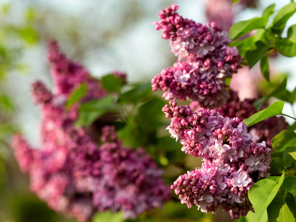 Nature flower garden