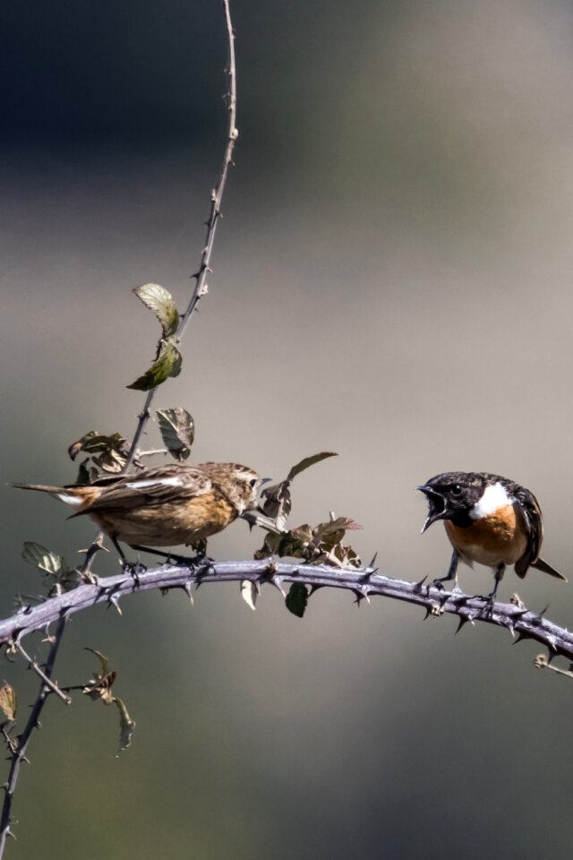 Tarabilla europea birding gray angry