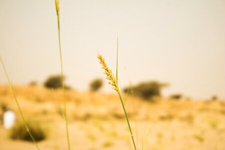 Summer wheat photo