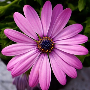 Pink flower blue center garden plant