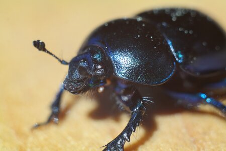 No one the beetle insect photo