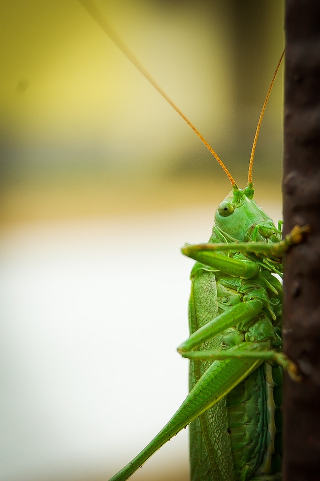 Cricket konik green