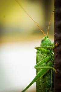 Cricket konik green