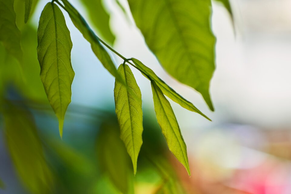 Growth bright close up