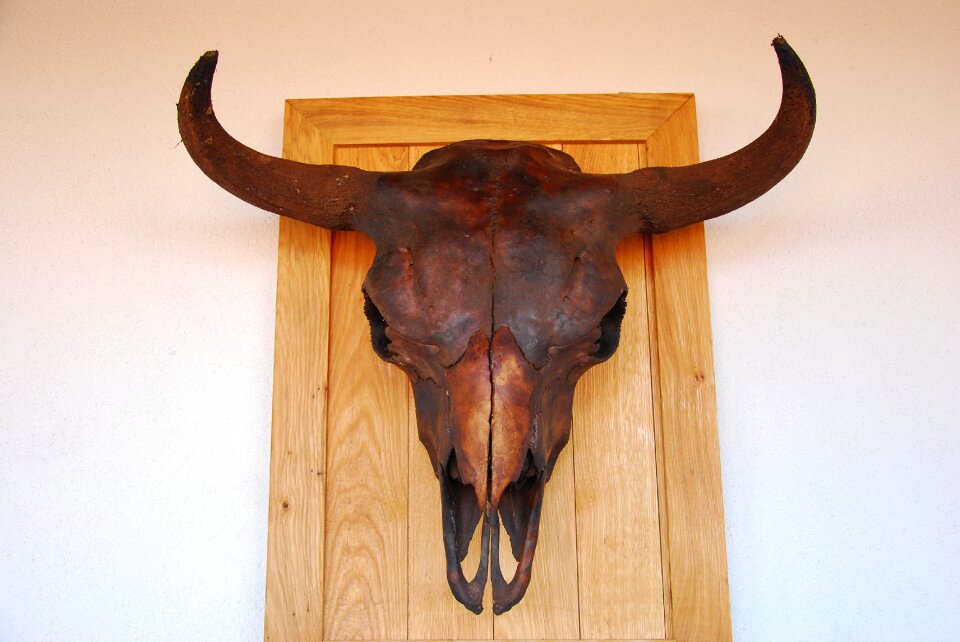 Horns bison Free photos