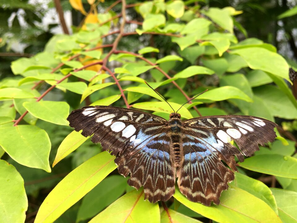 Outdoors wing