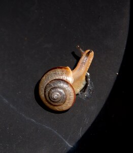 Spiral body antennae garden