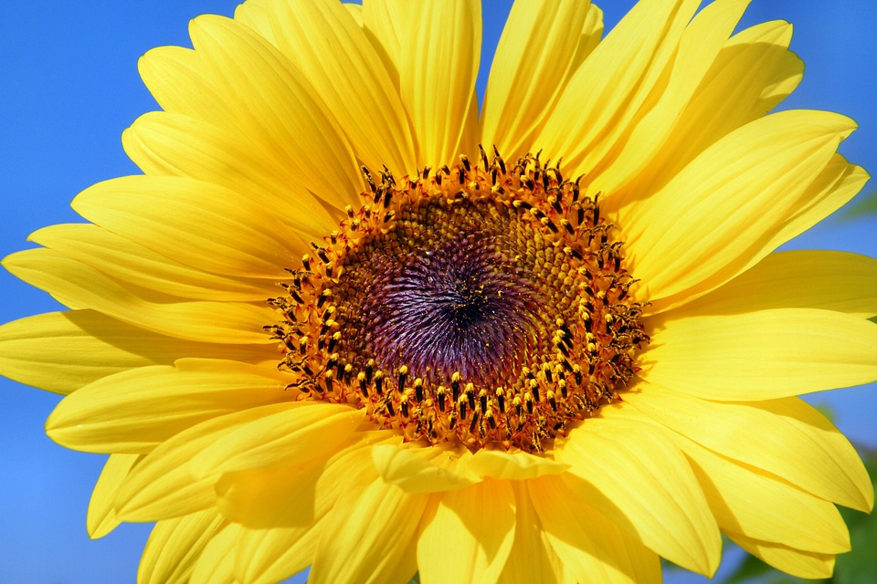 Yellow helianthus sun photo