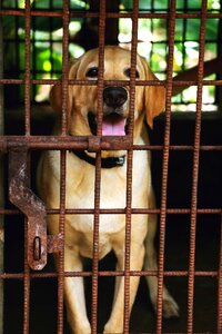 Mammal dog canine photo