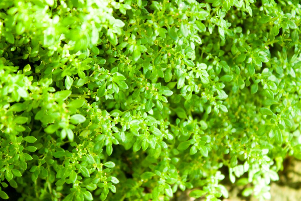Nature freshness