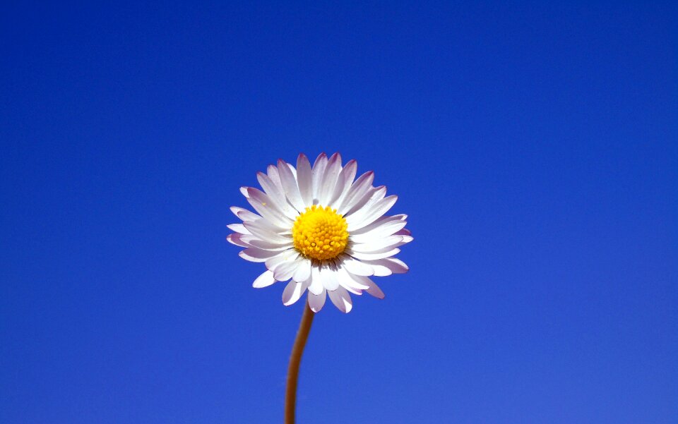 Flora bright daisy