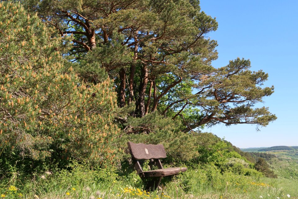 Nature tree landscape