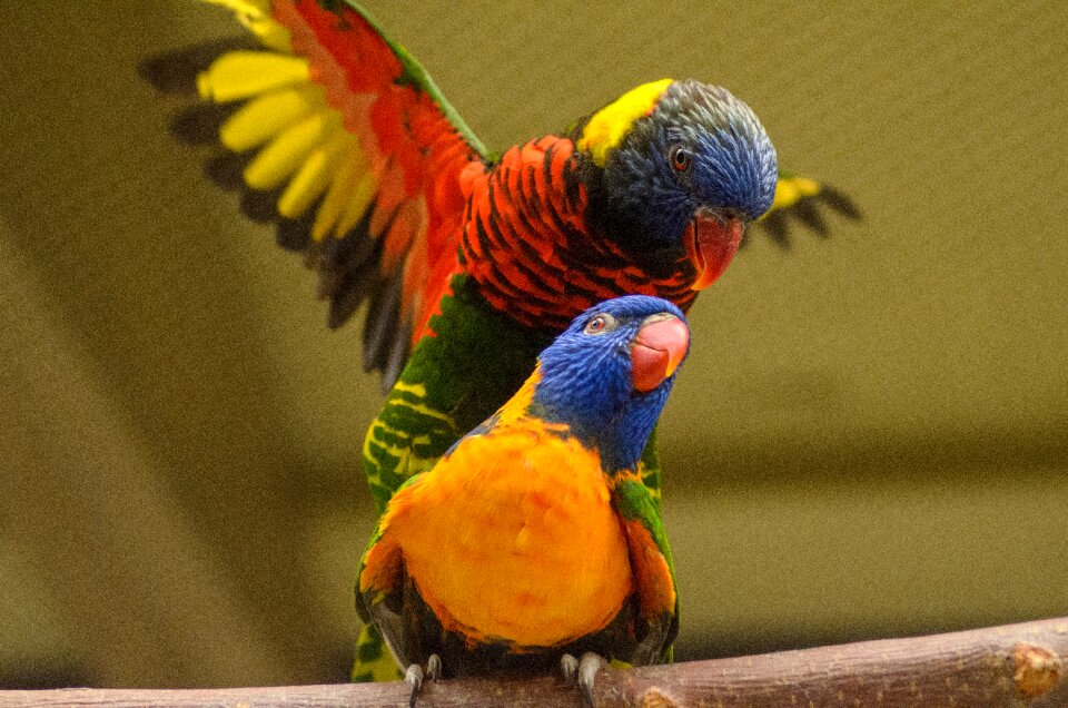 Wildlife animal lorikeet