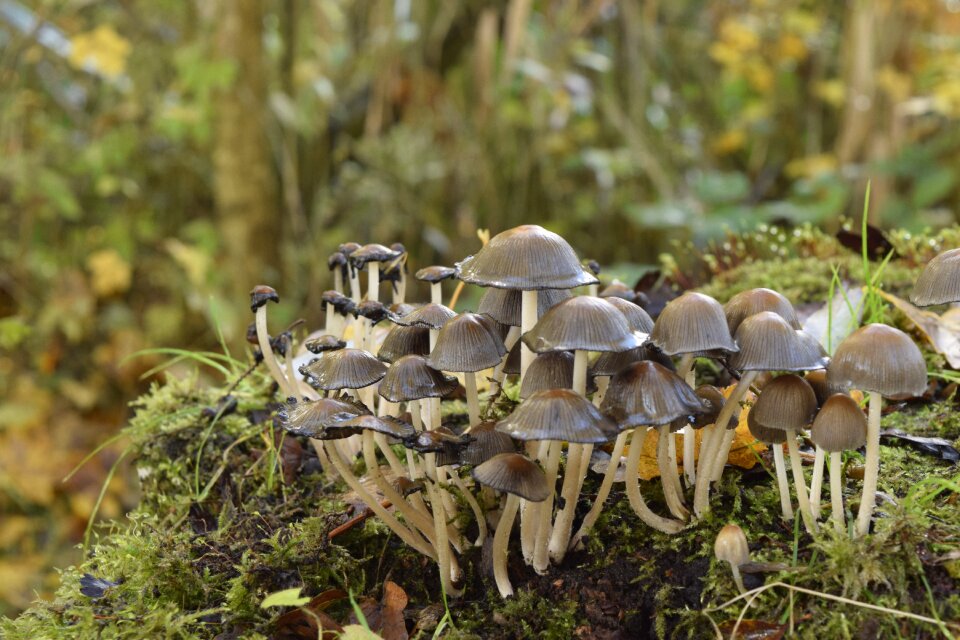 Nature mushroom wood