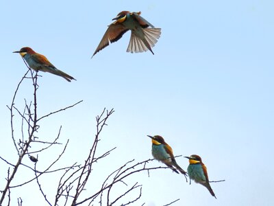 Perch abellerols birds photo