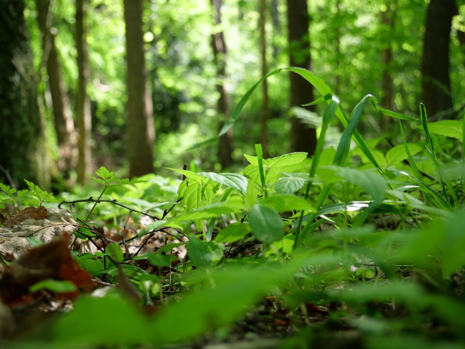 Wood environment growth